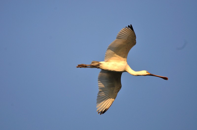 la mia prima spatola